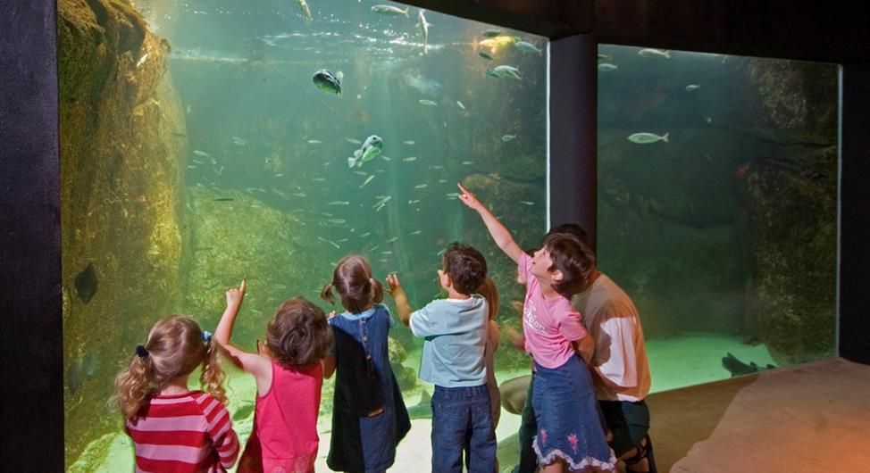Camping Trébeurden - Zeeaquarium Trégastel  - Camping Armor Loisirs