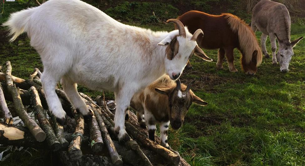 Miniboerderij met geit, pony's en ezel - Camping Armor Loisirs